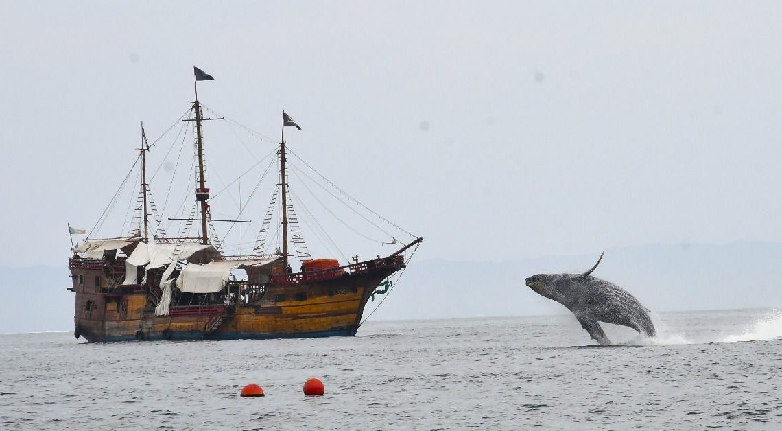 Ballena saltando a unos metros del barco pirata marigalante