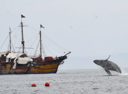 Ballena saltando a unos metros del barco pirata marigalante