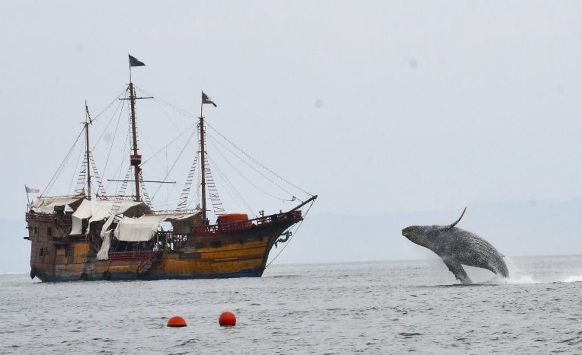 Ballena saltando a unos metros del barco pirata marigalante